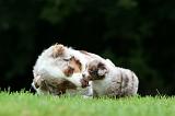 BERGER AUSTRALIEN - ADULT & PUPPY 100